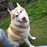 シベリアンハスキー