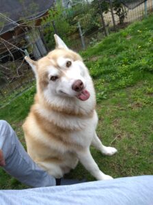 シベリアンハスキー